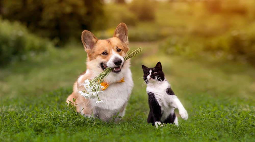 corgi-dog-holding-flowers-black-and-white-cat-in-garden-ss-2-Best-Spots-in-Thao-Dien-for-Your-Pets | 2 Best Spots in Thao Dien for Your Pets