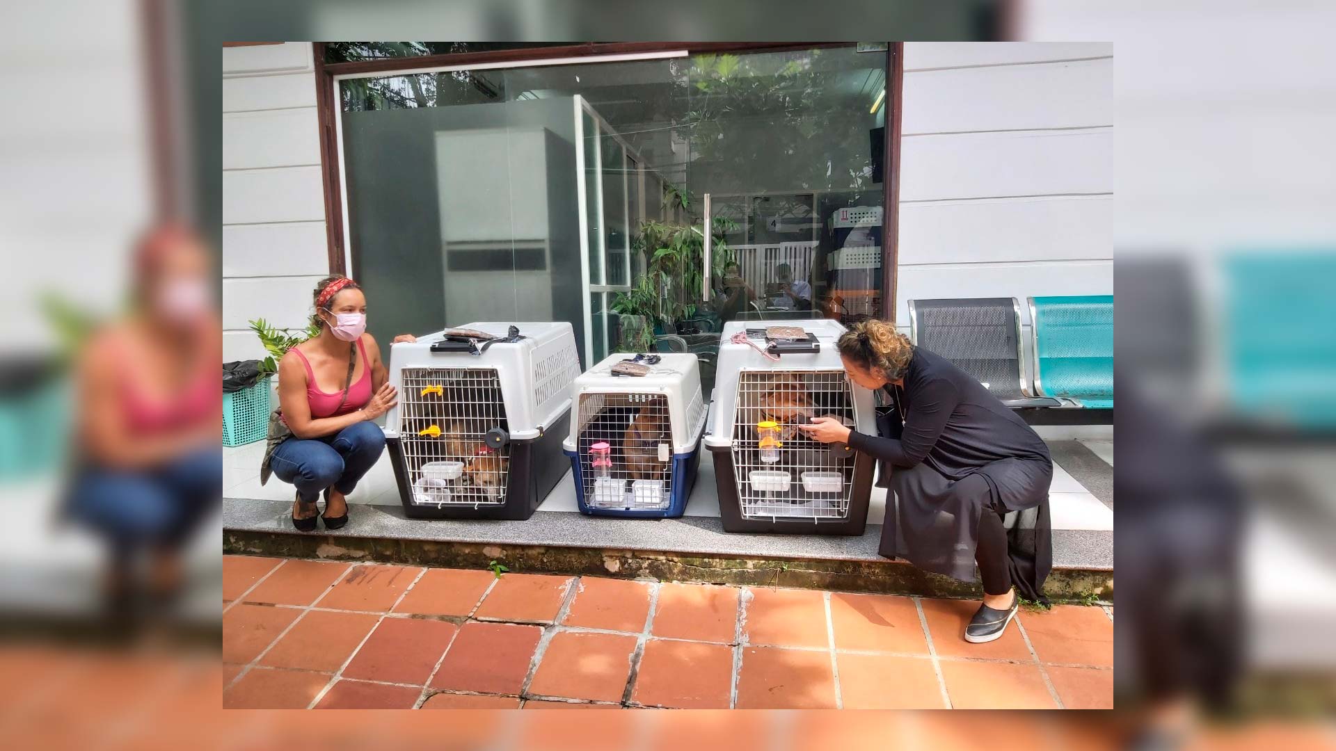 SPC-hero | Feature | Saigon Pet Clinic
