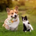 corgi-dog-holding-flowers-black-and-white-cat-in-garden-ss-2-Best-Spots-in-Thao-Dien-for-Your-Pets | 2 Best Spots in Thao Dien for Your Pets